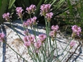 Pink Milkwort (Polygala incarnata)