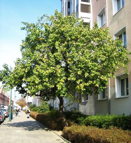 Aprikosenbaum (Prunus armeniaca)