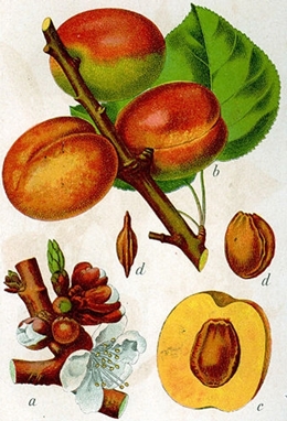 Prunus armeniaca, Urheber: Johann Georg Sturm (Painter: Jacob Sturm), www.biolib.de Aprikose (Prunus armeniaca)