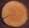 Holz der Douglasie (Pseudotsuga menziesii)