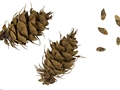 Zapfen und Samen der Douglasie (Pseudotsuga menziesii)