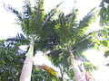 Palmiste (Roystonea oleracea)