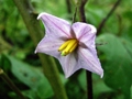Blüte der Aubergine (Solanum melongena)