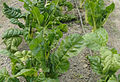 Spinat (Spinacia oleracea)