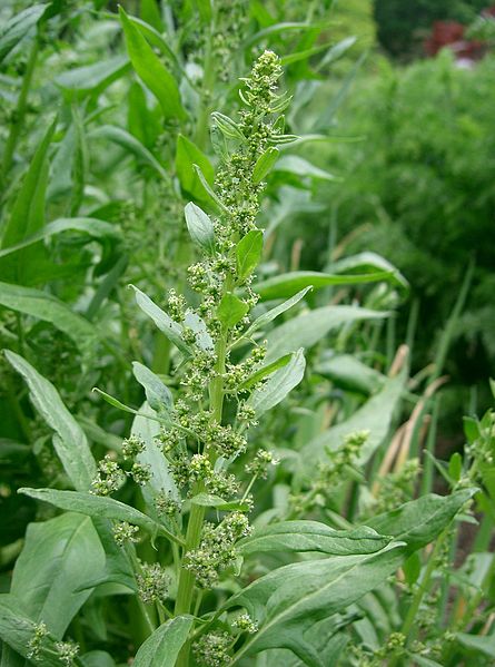 Echter Spinat (Spinacia oleracea)
