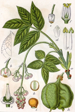 Staphylea pinnata, Urheber: Johann Georg Sturm (Painter: Jacob Sturm), Wikimedia.org, pd Gemeine Pimpernuss (Staphylea pinnata)