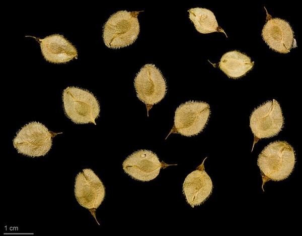 Samen der Flatterulme (Ulmus laevis)