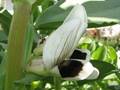 Vicia faba, Urheber: Daniel Feliciano, Wikimedia, pd Ackerbohne (Vicia faba)
