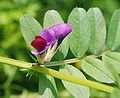 Futterwicke (Vicia sativa)