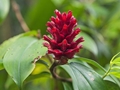 Zingiber officinale, Blüte, Urheber: Marcin Konsek, Wikimedia, CC BY-SA 4.0 Ingwer - Blüte (Zingiber officinale)