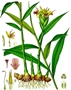 Zingiber officinale, Urheber: Franz Eugen Köhler, Köhler's Medizinal-Pflanzen, Wikimedia Ingwer (Zingiber officinale)