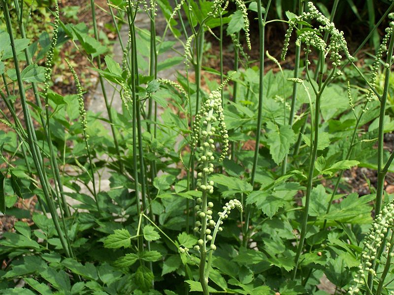 Actaea racemosa