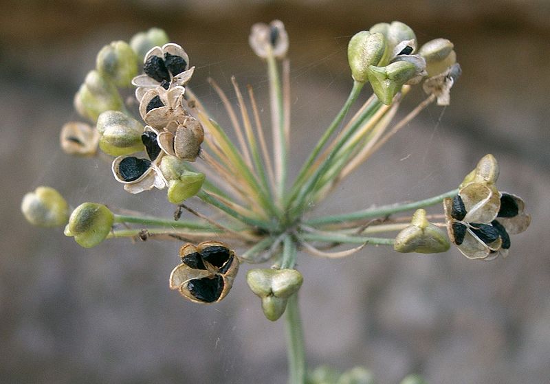 Allium tuberosum