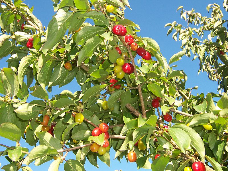 cornus mas sorten