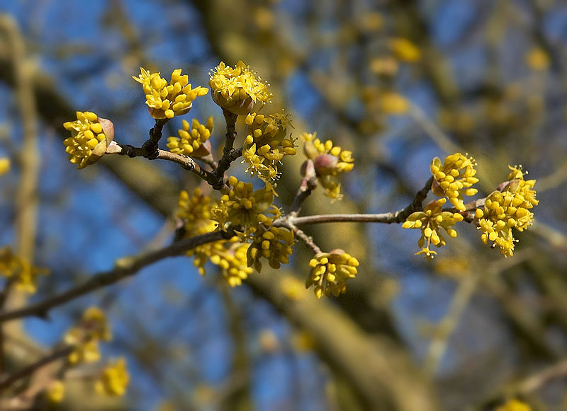 Knospen der Kornelkirsche