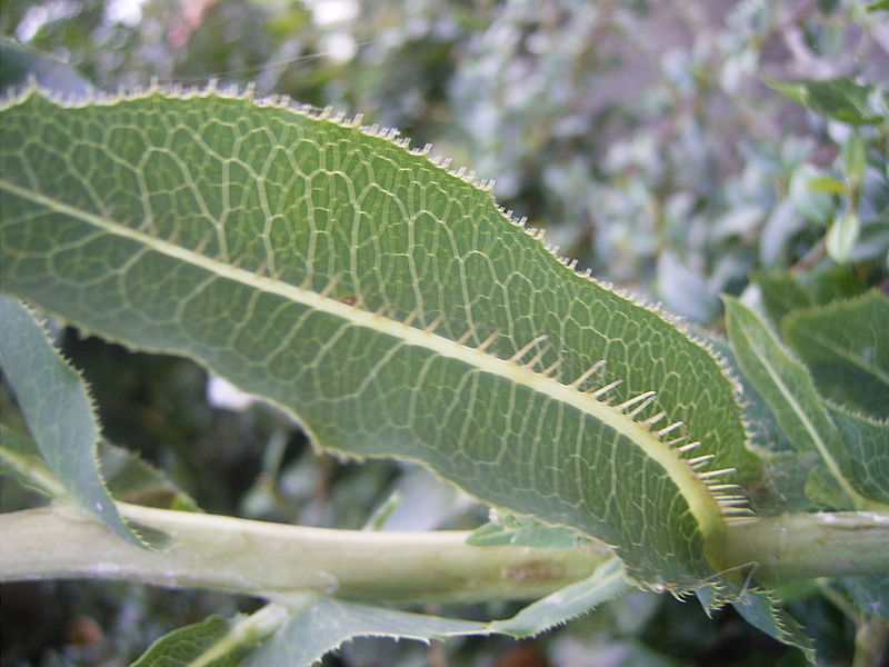 Stachel-Lattich (Lactuca serriola)