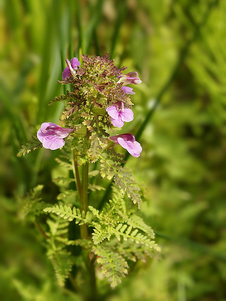 Pedicularis palustris by Hans Hillewaert [CC-BY-SA-3.0 (www.creativecommons.org/licenses/by-sa/3.0)]