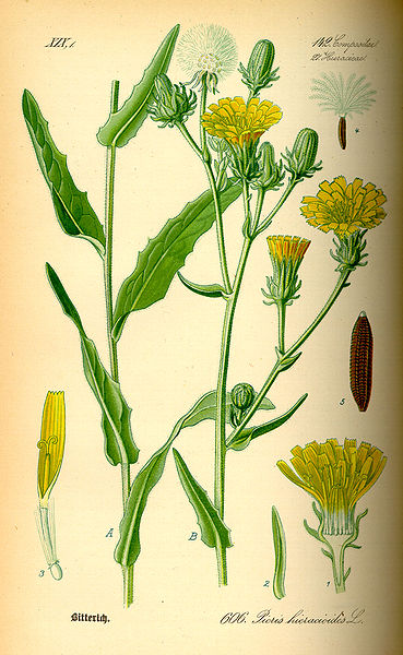 Gewöhnliches Bitterkraut (Picris hieracioides)