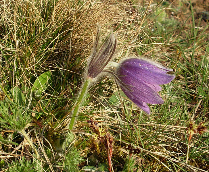 Gewöhnliche Kuhschelle (Pulsatilla vulgaris)