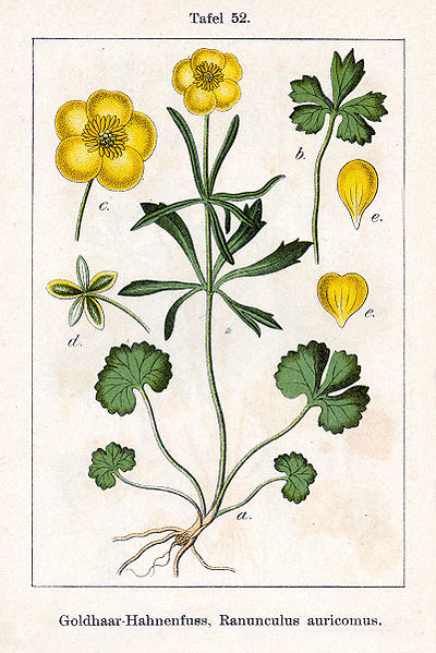 Gold-Hahnenfuß (Ranunculus auricomus)