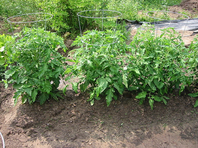 Tomate (Solanum lycopersicum L.)