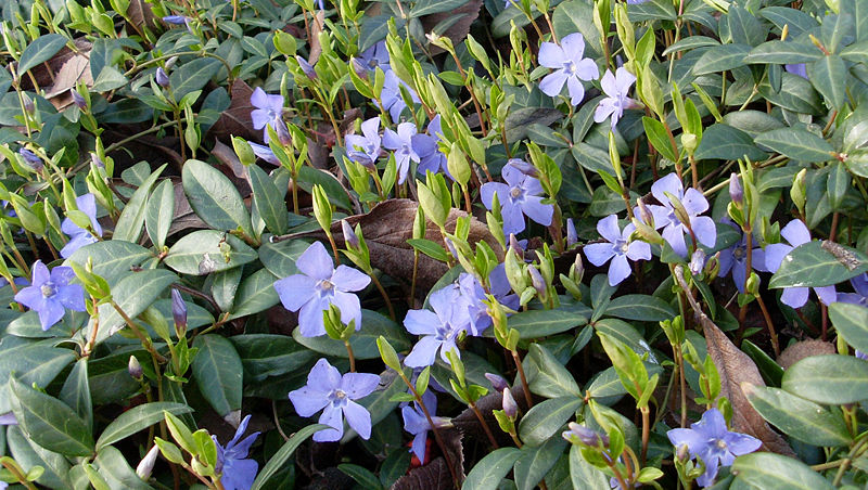 Kleines Immergrün (Vinca minor)